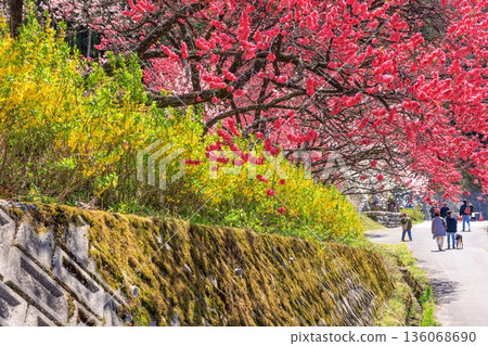 阿知村的晝神溫泉景色。盛開著色彩艷麗的桃花。 136068690