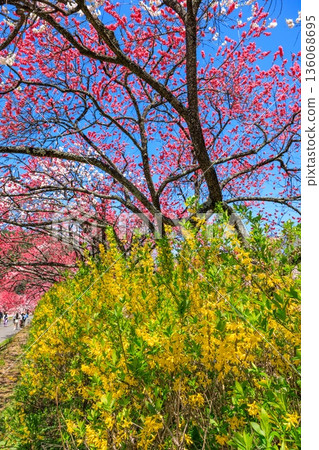 A view of Hirugami Onsen in Achi Village. Vividly colored peach blossoms A view of Hirugami Onsen in Achi Village. Vividly colored peach blossoms 136068695