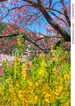 阿知村的晝神溫泉景色。盛開著色彩艷麗的桃花。 阿知村的晝神溫泉景色。盛開著色彩艷麗的桃花。 136068696
