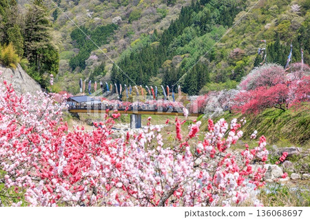 A view of Hirugami Onsen in Achi Village. Vividly colored peach blossoms A view of Hirugami Onsen in Achi Village. Vividly colored peach blossoms 136068697