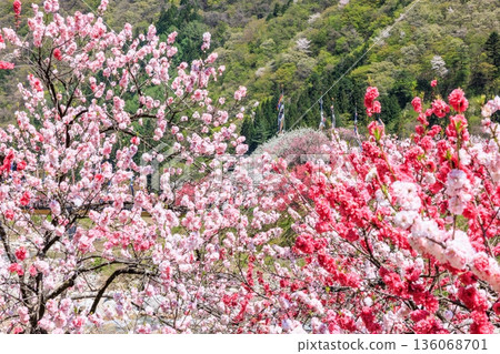 A view of Hirugami Onsen in Achi Village. Vividly colored peach blossoms 136068701