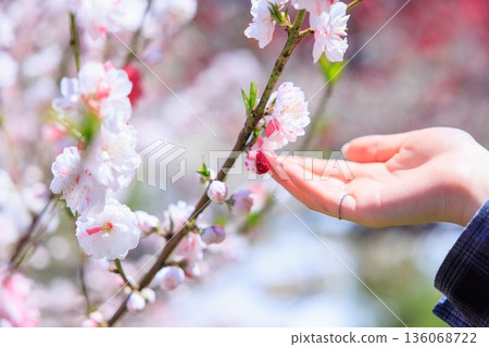 Touching spring. A woman gently places her hand on a peach blossom in full bloom. Touching spring. A woman gently places her hand on a peach blossom in full bloom. 136068722