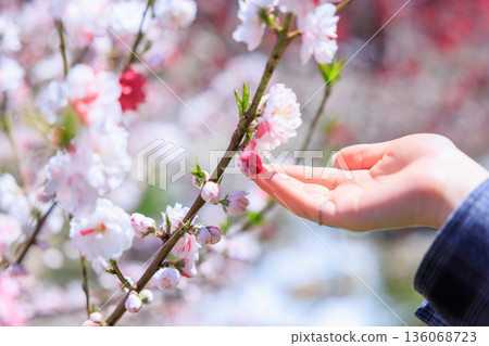 Touching spring. A woman gently places her hand on a peach blossom in full bloom. Touching spring. A woman gently places her hand on a peach blossom in full bloom. 136068723
