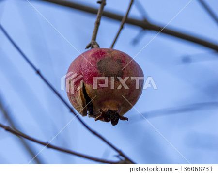 石榴樹上剩下的果實 136068731