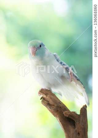 Cute Blue Pastel Pacific Parrotlet standing on one leg on a wooden branch with green nature background. Cute Blue Pastel Pacific Parrotlet standing on one leg on a wooden branch with green nature background. 136068860