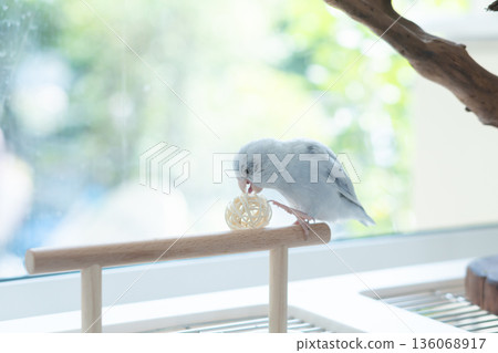Cute blue pastel Pacific Parrotlet playing with a rattan ball on a wooden perch near a window with natural light. 136068917
