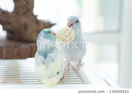 Two cute blue and yellow pastel Pacific Parrotlets playing with a rattan ball toy together on a wire cage. 136068920