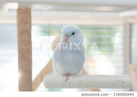 Close up of cute Forpus parrot standing on a wooden perch in a bright, sunlit cage. Close up of cute Forpus parrot standing on a wooden perch in a bright, sunlit cage. 136068940