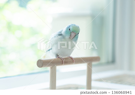 Portrait of a curious small Forpus bird staring with a funny face near the window. Portrait of a curious small Forpus bird staring with a funny face near the window. 136068941