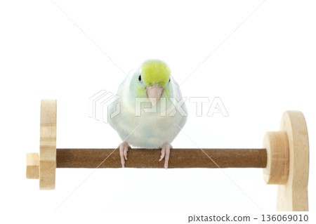 A Captive Forpus Parrotlet Perching on a Wooden Stand Isolated on White Background 136069010