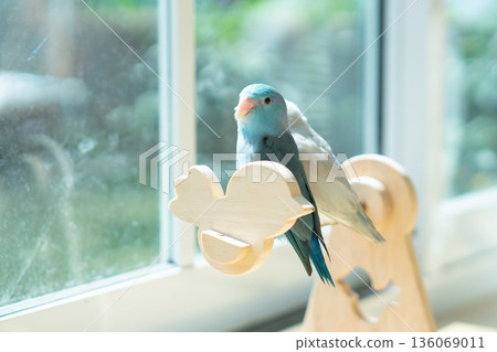 A Captive Blue Forpus Parrotlet Perching on a Wooden Stand by a Sunlit Window with Soft Pastel Background 136069011