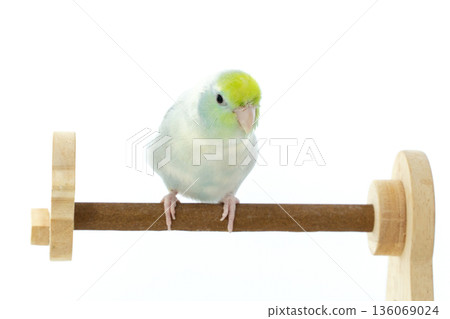 A Captive Forpus Parrotlet Perching on a Wooden Stand Isolated on White Background 136069024