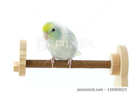 A Captive Forpus Parrotlet Perching on a Wooden Stand Isolated on White Background A Captive Forpus Parrotlet Perching on a Wooden Stand Isolated on White Background 136069025