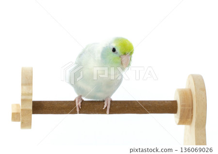 A Captive Forpus Parrotlet Perching on a Wooden Stand Isolated on White Background A Captive Forpus Parrotlet Perching on a Wooden Stand Isolated on White Background 136069026