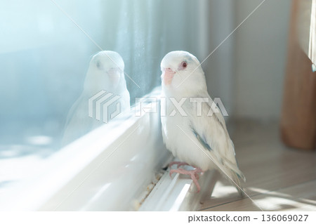 Close up of rare Fallow Pied Cobalt Forpus bird with red eyes sitting near window with reflection Close up of rare Fallow Pied Cobalt Forpus bird with red eyes sitting near window with reflection 136069027