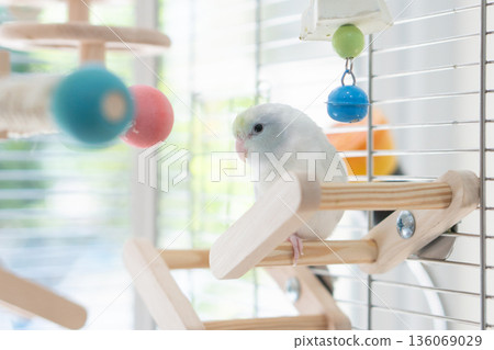 Forpus Parrotlet on a Wooden Play Perch Inside a Bright Captive Enclosure Forpus Parrotlet on a Wooden Play Perch Inside a Bright Captive Enclosure 136069029