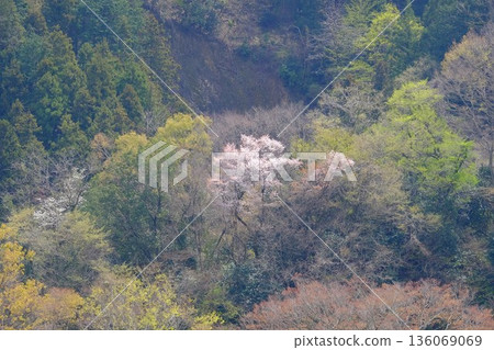 樹林中盛開的櫻花 [相模原市築井市 4 月] 136069069
