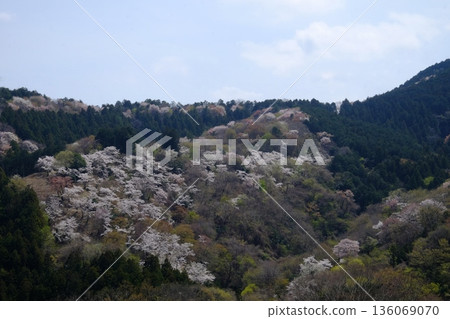 山櫻盛開 [相模原市築井，四月] 136069070