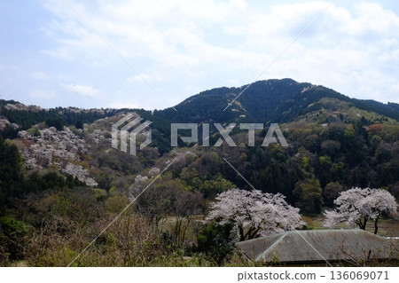 Sakurayama and Nishishidayama in Ino [Tsukui, Sagamihara City, April] 136069071