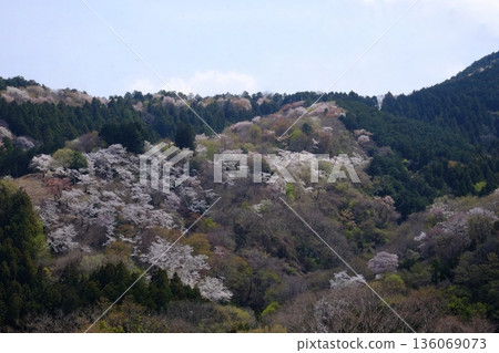 山間染井吉野櫻花盛開 [相模原市築井，四月] 136069073