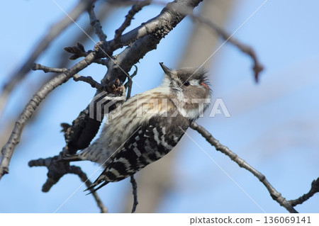 Close-up of a Japanese Pygmy Woodpecker Close-up of a Japanese Pygmy Woodpecker 136069141