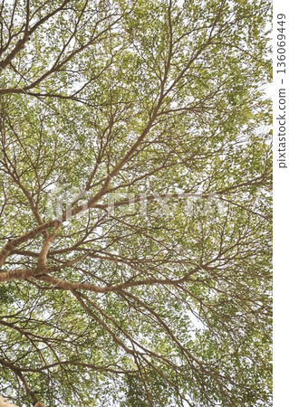 Landscape the big tree  136069449