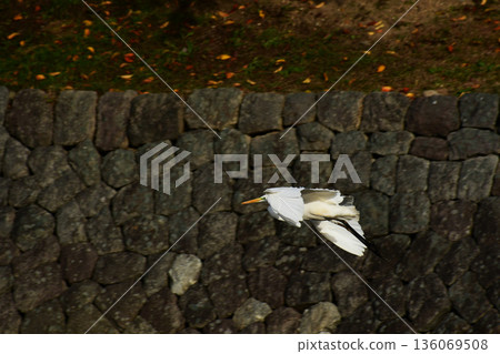 大白鷺在護城河中飛翔 136069508