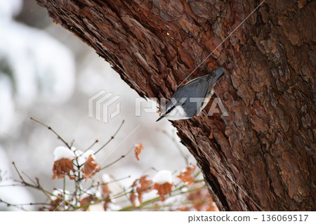 A winter nuthatch perched on a large pine tree A winter nuthatch perched on a large pine tree 136069517