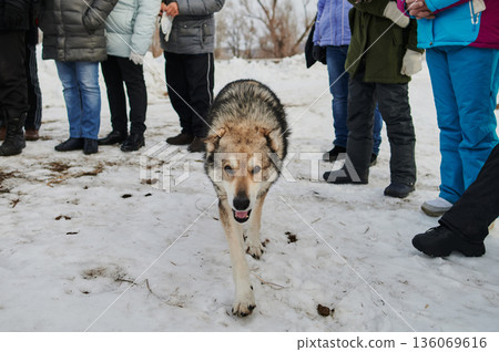 Vagabond dog moves near animal helpers during winter. Wandering dog traverses snowy terrain as vigilant rescuers and onlookers observe cautiously in cold countryside atmosphere 136069616