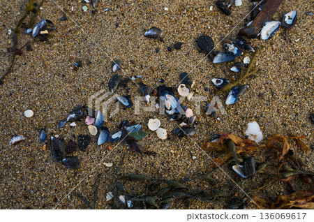 Shoreline litter summary. Ocean bed scraps and surfaces. Marine habitat with shells and algae present. Overview of coastal waste and seabed textures along with marine life Shoreline litter summary. Ocean bed scraps and surfaces. Marine habitat with shells and algae present. Overview of coastal waste and seabed textures along with marine life 136069617