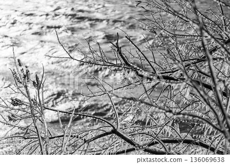 樹枝上噴灑著冰霧,湖面波光粼粼 b-3 單色 樹枝上噴灑著冰霧,湖面波光粼粼 b-3 單色 136069638