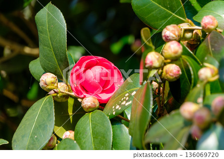 紅色的山茶花在油亮的綠葉間盛開。 136069720