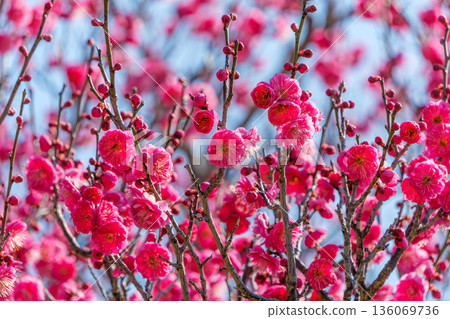 鮮紅的梅花在藍天的襯托下格外醒目 136069736