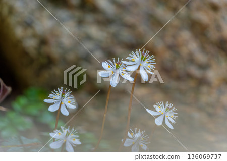 白花蓮美麗的花朵從落葉間探出頭來。 136069737