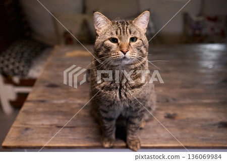 A Cute Cat lounging comfortably in a Bright and inviting Living Room filled with light A Cute Cat lounging comfortably in a Bright and inviting Living Room filled with light 136069984
