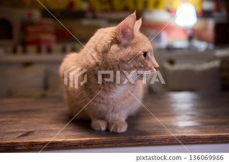 A Cute Cat lounging comfortably in a Bright and inviting Living Room filled with light A Cute Cat lounging comfortably in a Bright and inviting Living Room filled with light 136069986