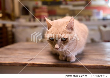 A Cute Cat lounging comfortably in a Bright and inviting Living Room filled with light A Cute Cat lounging comfortably in a Bright and inviting Living Room filled with light 136069987