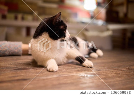 A Cute Cat lounging comfortably in a Bright and inviting Living Room filled with light A Cute Cat lounging comfortably in a Bright and inviting Living Room filled with light 136069988