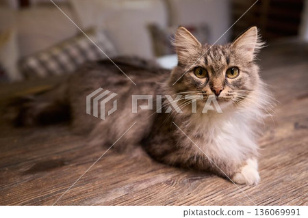 A Cute Cat lounging comfortably in a Bright and inviting Living Room filled with light A Cute Cat lounging comfortably in a Bright and inviting Living Room filled with light 136069991