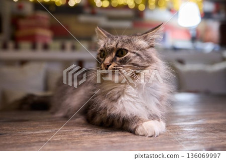 A Cute Cat lounging comfortably in a Bright and inviting Living Room filled with light 136069997