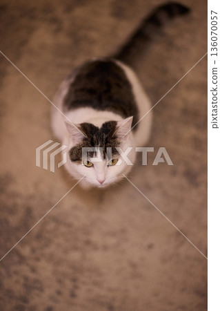 Poised white cat observing surroundings. Upright white feline displaying careful attention. Focused and lively white cat with delicate markings in comfortable home setting 136070057