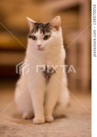 Poised white cat observing surroundings. Upright white feline displaying careful attention. Focused and lively white cat with delicate markings in comfortable home setting Poised white cat observing surroundings. Upright white feline displaying careful attention. Focused and lively white cat with delicate markings in comfortable home setting 136070058