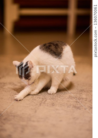 Poised white cat observing surroundings. Upright white feline displaying careful attention. Focused and lively white cat with delicate markings in comfortable home setting Poised white cat observing surroundings. Upright white feline displaying careful attention. Focused and lively white cat with delicate markings in comfortable home setting 136070061