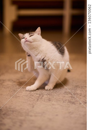 Poised white cat observing surroundings. Upright white feline displaying careful attention. Focused and lively white cat with delicate markings in comfortable home setting 136070062