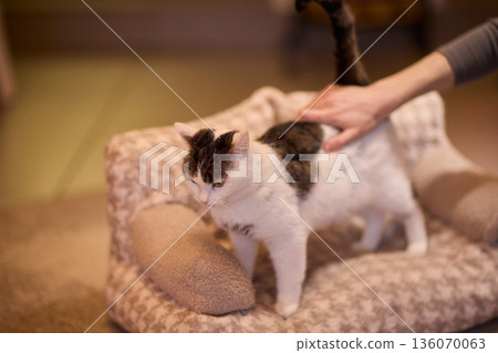 Brown tabby on cozy sofa. Sleepy tabby animal lying peacefully on upholstered couch. Serene brown tabby feline sprawled on textured sofa with alert ears and relaxed posture Brown tabby on cozy sofa. Sleepy tabby animal lying peacefully on upholstered couch. Serene brown tabby feline sprawled on textured sofa with alert ears and relaxed posture 136070063