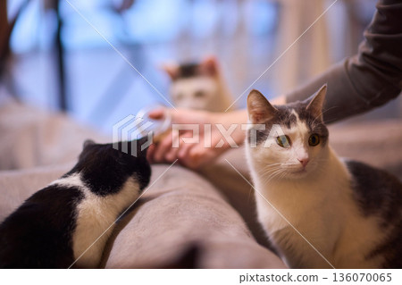 Black and white kitten hides playfully. Tiny kitten peeks from pillow with gentle glow. Adorable black and white kitten mischievously emerges from cushion as hand offers food 136070065