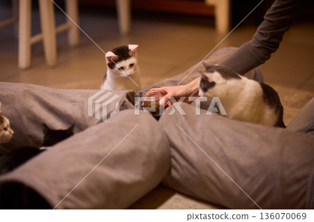 Black and white kitten hides playfully. Tiny kitten peeks from pillow with gentle glow. Adorable black and white kitten mischievously emerges from cushion as hand offers food 136070069