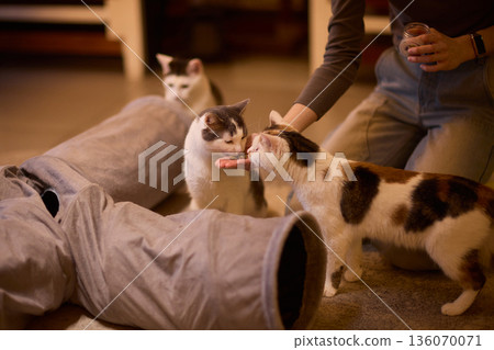 Black and white kitten hides playfully. Tiny kitten peeks from pillow with gentle glow. Adorable black and white kitten mischievously emerges from cushion as hand offers food 136070071