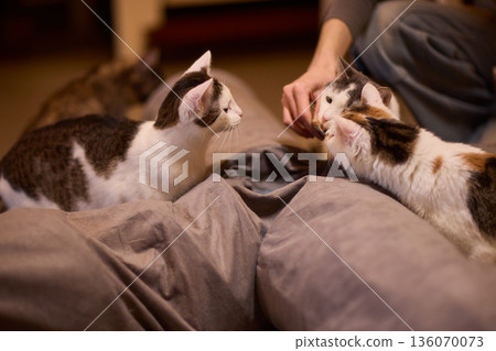 Black and white kitten hides playfully. Tiny kitten peeks from pillow with gentle glow. Adorable black and white kitten mischievously emerges from cushion as hand offers food Black and white kitten hides playfully. Tiny kitten peeks from pillow with gentle glow. Adorable black and white kitten mischievously emerges from cushion as hand offers food 136070073