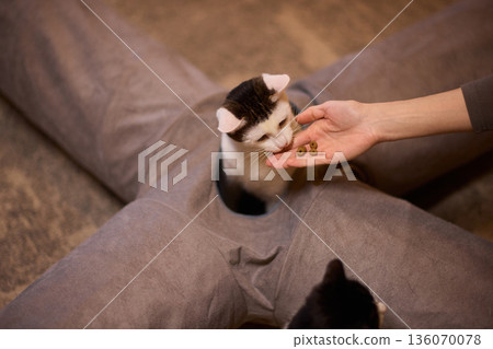 Black and white kitten hides playfully. Tiny kitten peeks from pillow with gentle glow. Adorable black and white kitten mischievously emerges from cushion as hand offers food Black and white kitten hides playfully. Tiny kitten peeks from pillow with gentle glow. Adorable black and white kitten mischievously emerges from cushion as hand offers food 136070078